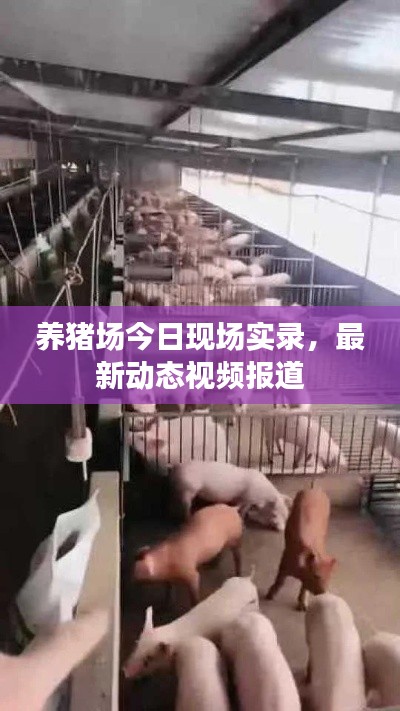 养猪场今日现场实录，最新动态视频报道