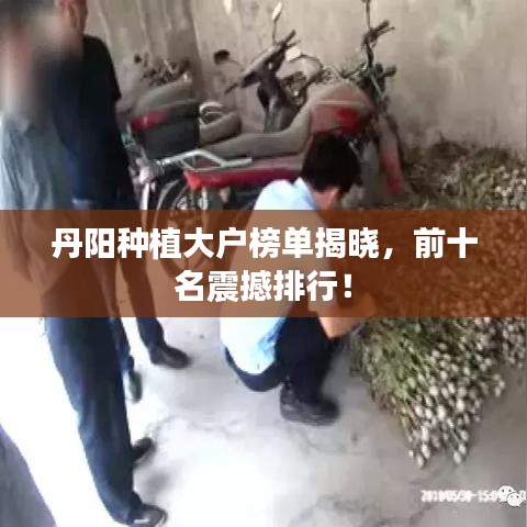 丹阳种植大户榜单揭晓，前十名震撼排行！