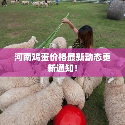 河南鸡蛋价格最新动态更新通知！