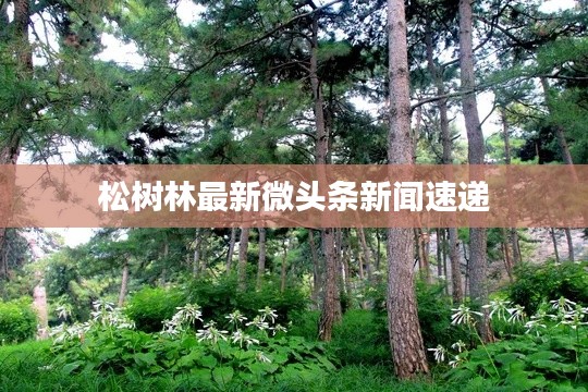 松树林最新微头条新闻速递