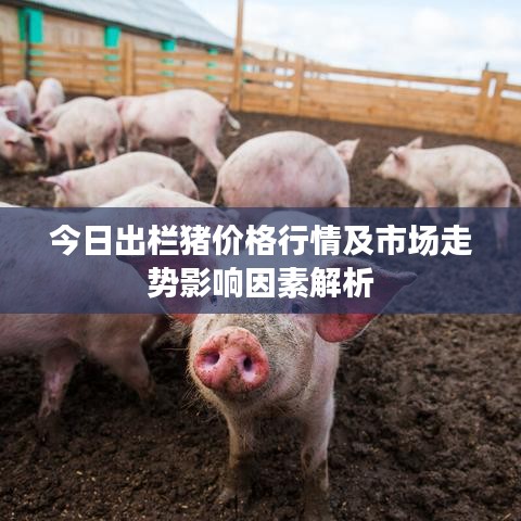 今日出栏猪价格行情及市场走势影响因素解析