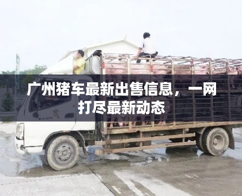 广州猪车最新出售信息，一网打尽最新动态