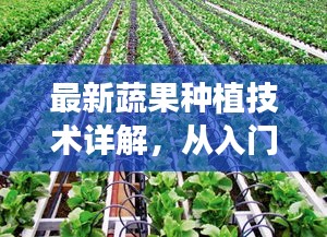 最新蔬果种植技术详解，从入门到精通的全方位指南