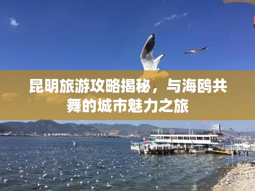 昆明旅游攻略揭秘，与海鸥共舞的城市魅力之旅