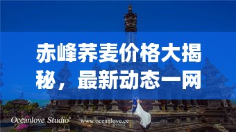 赤峰荞麦价格大揭秘，最新动态一网打尽