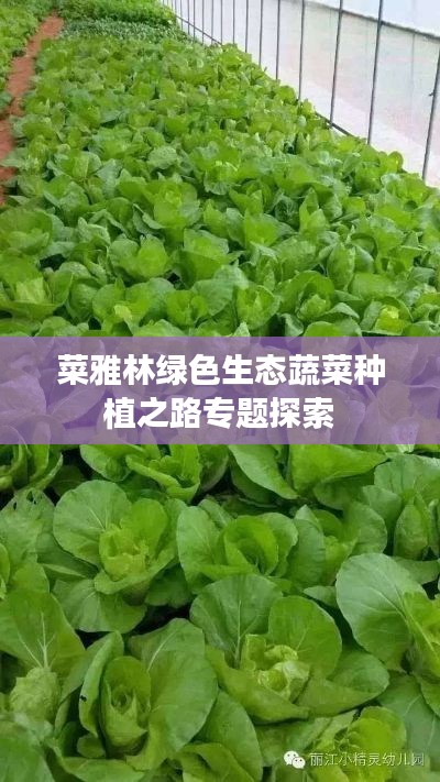 菜雅林绿色生态蔬菜种植之路专题探索