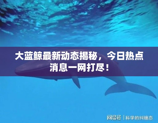 大蓝鲸最新动态揭秘，今日热点消息一网打尽！