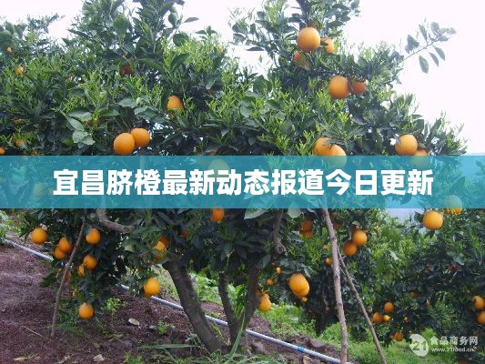 宜昌脐橙最新动态报道今日更新