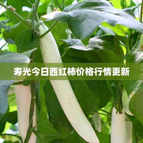 寿光今日西红柿价格行情更新