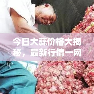 今日大蒜价格大揭秘，最新行情一网打尽