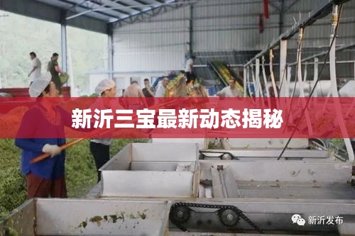 新沂三宝最新动态揭秘