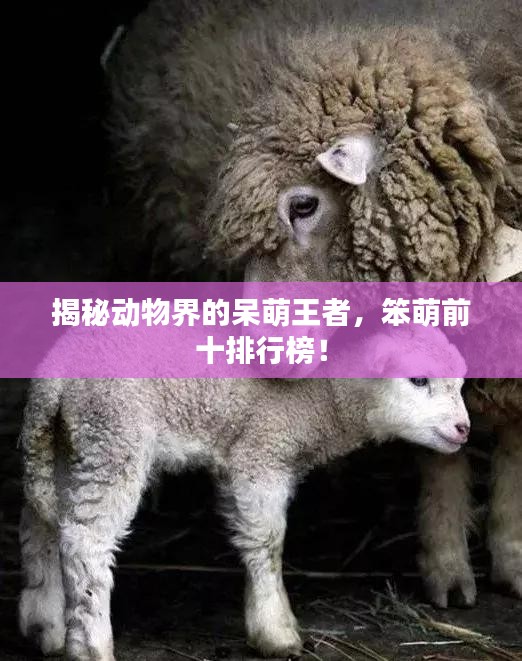 揭秘动物界的呆萌王者，笨萌前十排行榜！