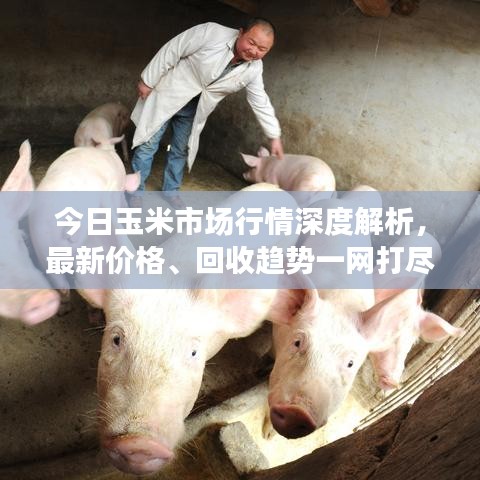 今日玉米市场行情深度解析，最新价格、回收趋势一网打尽