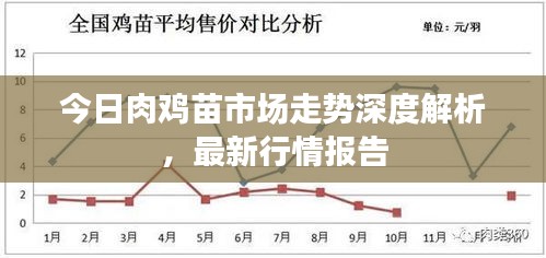 今日肉鸡苗市场走势深度解析，最新行情报告