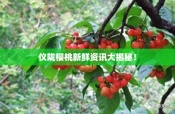 仪陇樱桃新鲜资讯大揭秘！