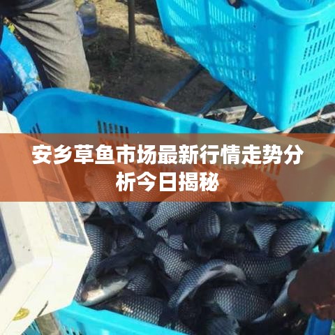 安乡草鱼市场最新行情走势分析今日揭秘