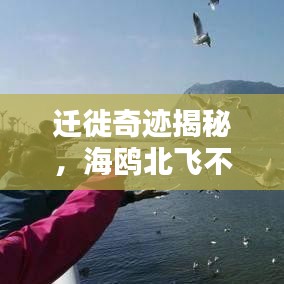 迁徙奇迹揭秘，海鸥北飞不断电背后的生态探索