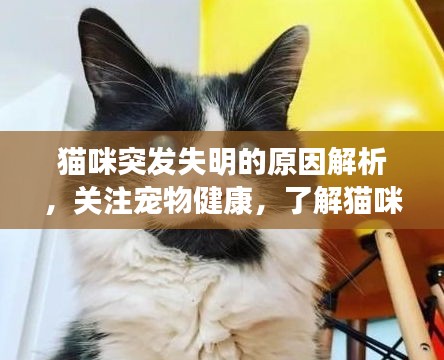 猫咪突发失明的原因解析，关注宠物健康，了解猫咪视界丧失的背后真相！