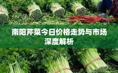 南阳芹菜今日价格走势与市场深度解析