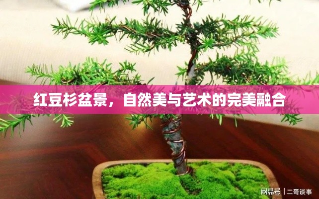 红豆杉盆景，自然美与艺术的完美融合