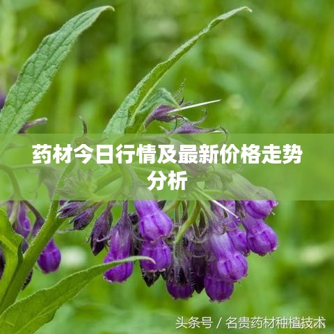 药材今日行情及最新价格走势分析
