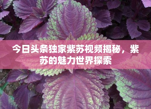 今日头条独家紫苏视频揭秘，紫苏的魅力世界探索