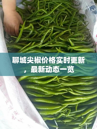 聊城尖椒价格实时更新，最新动态一览