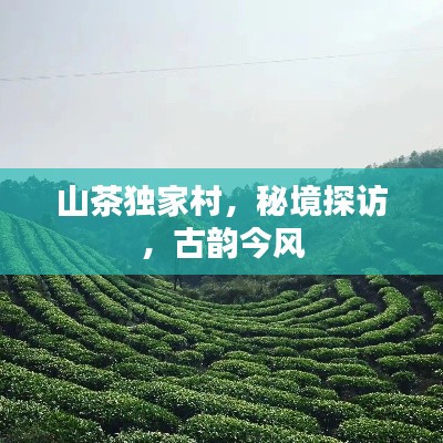 山茶独家村，秘境探访，古韵今风
