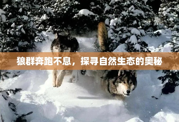 狼群奔跑不息，探寻自然生态的奥秘