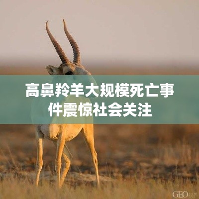 高鼻羚羊大规模死亡事件震惊社会关注
