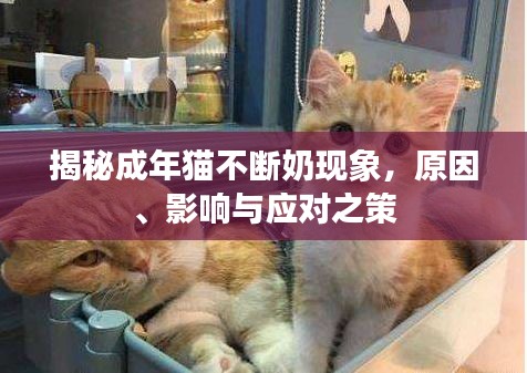 揭秘成年猫不断奶现象，原因、影响与应对之策