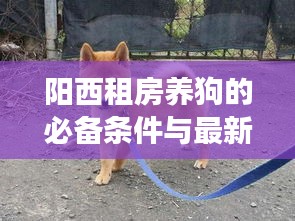 阳西租房养狗的必备条件与最新解读