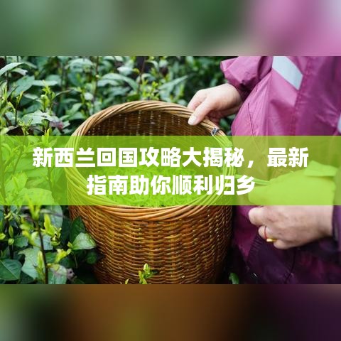 新西兰回国攻略大揭秘，最新指南助你顺利归乡