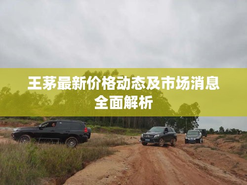 王茅最新价格动态及市场消息全面解析