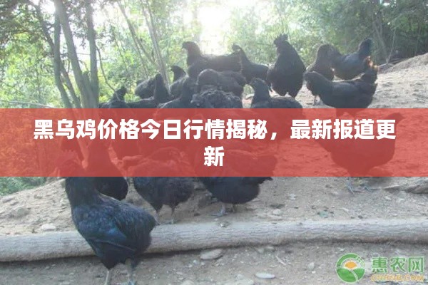 黑乌鸡价格今日行情揭秘，最新报道更新