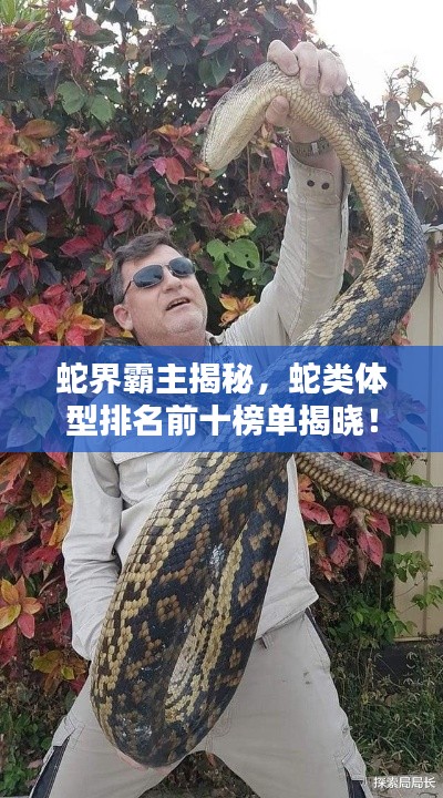 寒蝉僵鸟