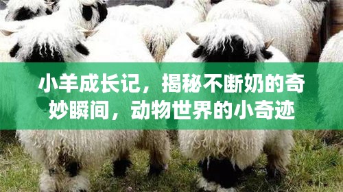 半截鸟木