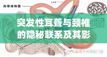 突发性耳聋与颈椎的隐秘联系及其影响