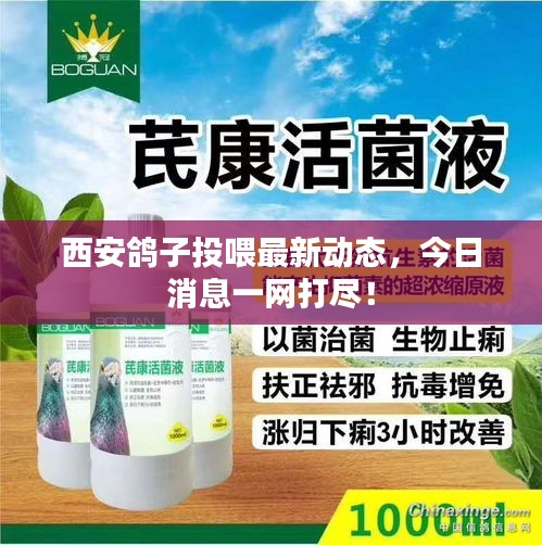 西安鸽子投喂最新动态，今日消息一网打尽！