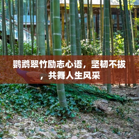 鹦鹉翠竹励志心语，坚韧不拔，共舞人生风采