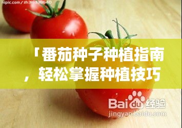 「番茄种子种植指南，轻松掌握种植技巧，百度收录必备攻略！」