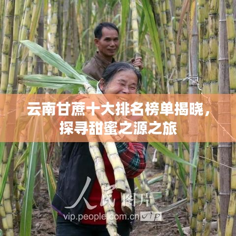 云南甘蔗十大排名榜单揭晓，探寻甜蜜之源之旅
