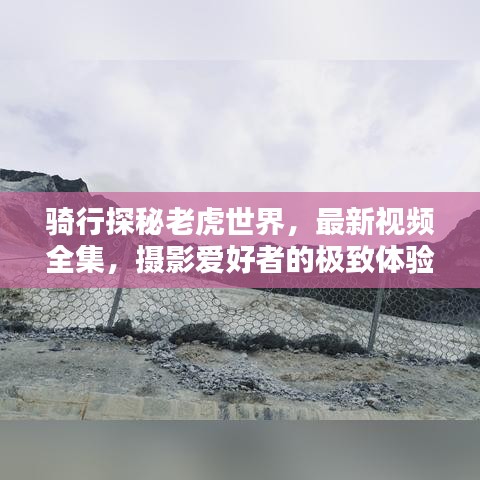 骑行探秘老虎世界，最新视频全集，摄影爱好者的极致体验