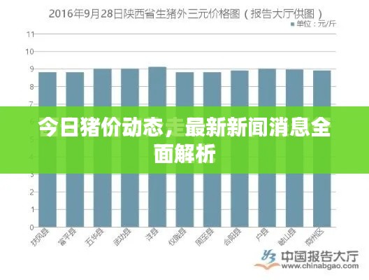 今日猪价动态，最新新闻消息全面解析