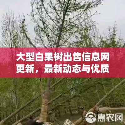 大型白果树出售信息网更新，最新动态与优质资源一网打尽