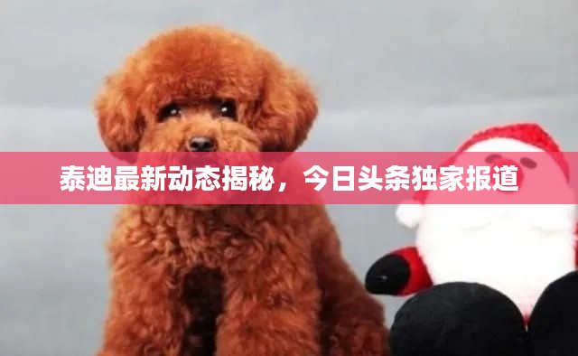 泰迪最新动态揭秘，今日头条独家报道