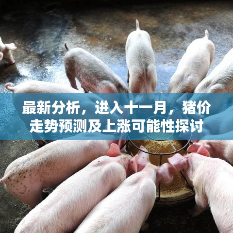 最新分析，进入十一月，猪价走势预测及上涨可能性探讨