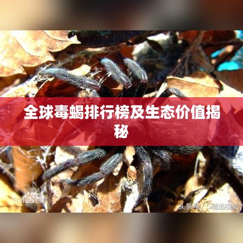 全球毒蝎排行榜及生态价值揭秘