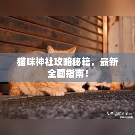 猫咪神社攻略秘籍，最新全面指南！