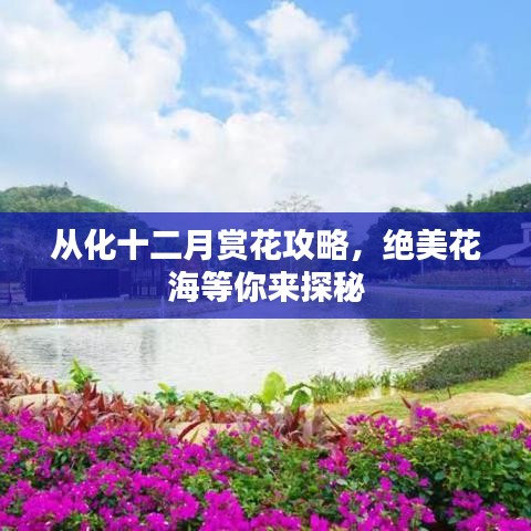 从化十二月赏花攻略，绝美花海等你来探秘
